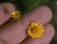 Thymophylla tenuiloba