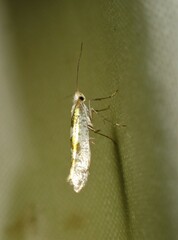 Argyresthia chalcochrysa