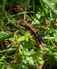 Platydracus maculosus