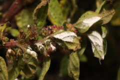 Podosphaera parietariae