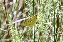 Colias croceus