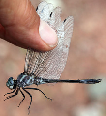 Brechmorhoga pertinax