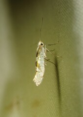 Argyresthia chalcochrysa