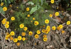 Thymophylla tenuiloba