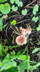 Marasmius plicatulus