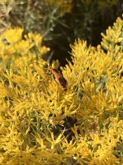 Chauliognathus basalis