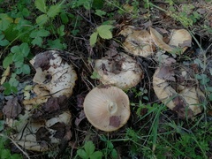 Lactarius resimus