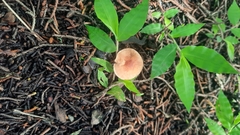 Marasmius plicatulus