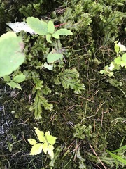 Marchantia polymorpha polymorpha