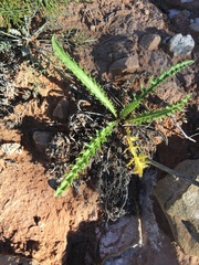 Mentzelia multiflora