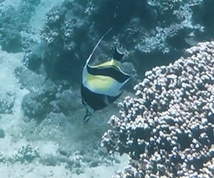 Zanclus cornutus