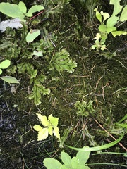 Marchantia polymorpha polymorpha