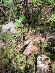 Thamnophis sirtalis pallidulus