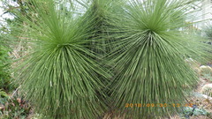 Yucca queretaroensis