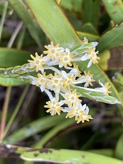 Struthiola ciliata