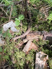 Thamnophis sirtalis pallidulus