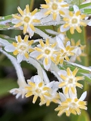 Struthiola ciliata
