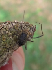 Oligolophinae
