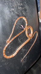 Imantodes gemmistratus