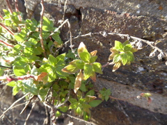 Parietaria judaica