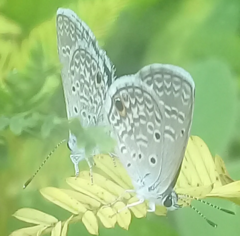 Hemiargus hanno