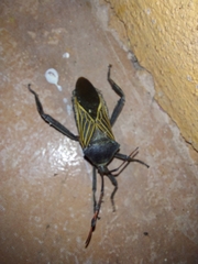 Pachylis neocalifornicus