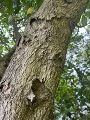 Aenetus virescens