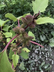 Xanthium strumarium