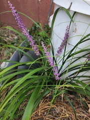 Liriope muscari