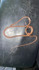 Imantodes gemmistratus