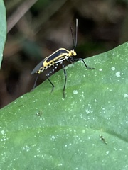 Hypselonotus linea