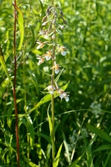 Epipactis palustris
