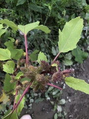 Xanthium strumarium