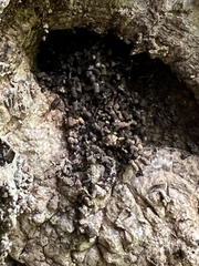 Aenetus virescens