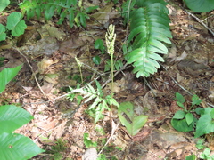 Sceptridium dissectum dissectum