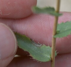 Grindelia lanceolata