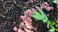 Marasmius haematocephalus