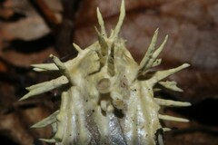 Akanthomyces tuberculatus