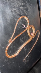 Imantodes gemmistratus