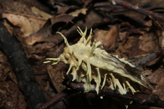 Akanthomyces tuberculatus