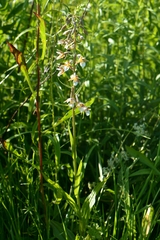 Epipactis palustris