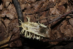 Akanthomyces tuberculatus