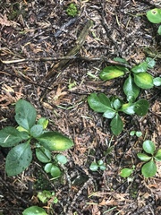 Polygaloides paucifolia