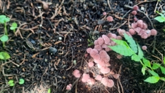 Marasmius haematocephalus