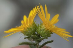 Grindelia lanceolata