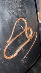 Imantodes gemmistratus