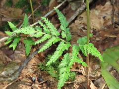 Sceptridium dissectum dissectum