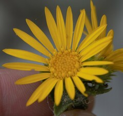 Grindelia lanceolata