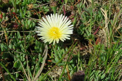 Lampranthus reptans