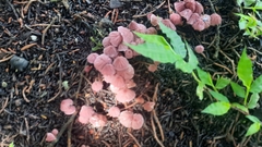 Marasmius haematocephalus